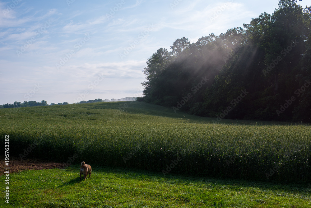 Fototapeta premium Foggy Field