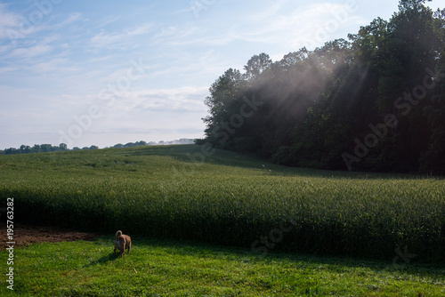 Wallpaper Mural Foggy Field Torontodigital.ca