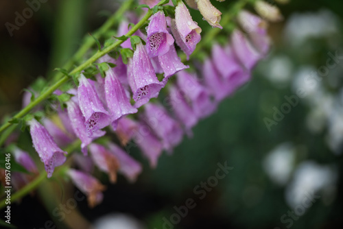 Wallpaper Mural Lilac  Torontodigital.ca