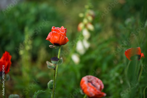 Wallpaper Mural Red Poppy Flower Torontodigital.ca