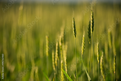 Wallpaper Mural Wheat Field Torontodigital.ca