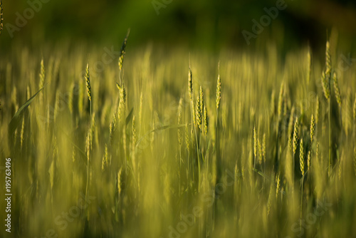 Wheat Field © bnehus1