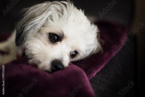 Wallpaper Mural White Furry Dog Torontodigital.ca