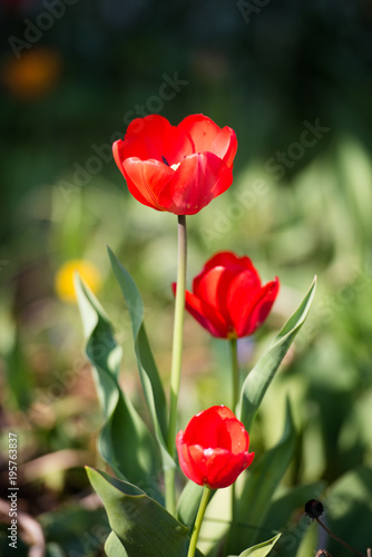 Wallpaper Mural Poppy Flower Torontodigital.ca