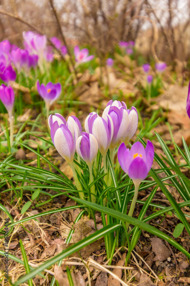 Crocus, plural crocuses or croci is a genus of flowering plants in the iris family. A single crocus, a bunch of crocuses, a meadow full of crocuses, close-up crocus Crocus, plural crocuses or croci is a genus of flowering plants in the iris family. A single crocus, a bunch of crocuses, a meadow full of crocuses, close-up crocus