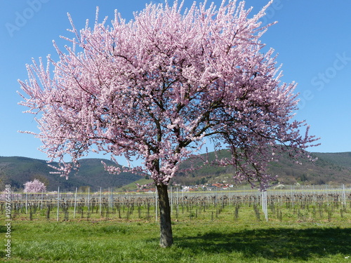 Mandelblüte in Maikammer / Pfalz