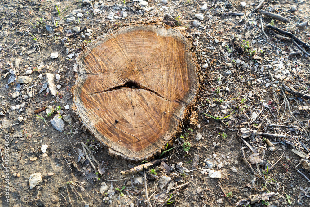 Stump from a felled tree in a spring park in Texas Stump from a felled tree in a spring park in Texas