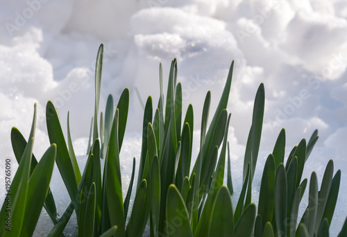 Crocuses in the Snow