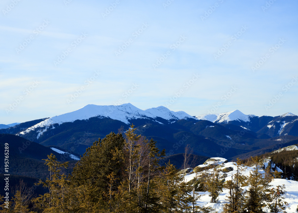 Mountain ridge with white peaks and spruces in foreground