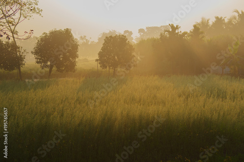 Morning scene , agriculture land - rural India