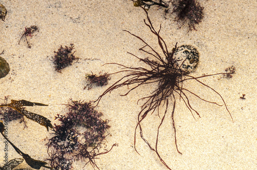 Seaweed Spider   Top down view of seaweed on an Ardnamurchan rockpool  Scotland. 01 January 2018.