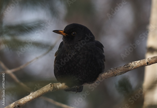 cute Blackbird sitting on a branch