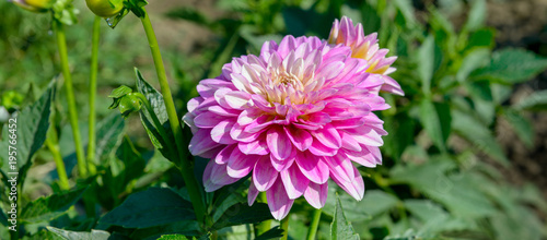 Fototapeta Naklejka Na Ścianę i Meble -  Dahlia on background of flowerbeds. Focus on flower. Wide photo.