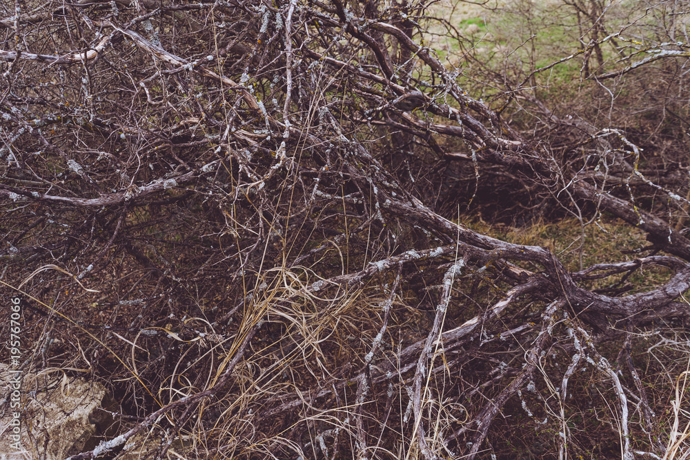 Tree branches in the spring Texas forest Tree branches in the spring Texas forest
