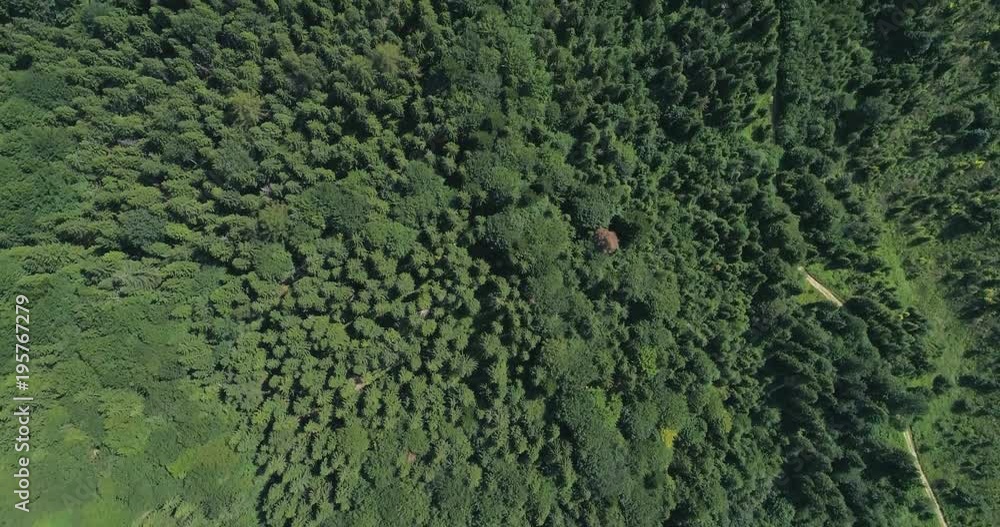Dense forested hills Dense forested hills