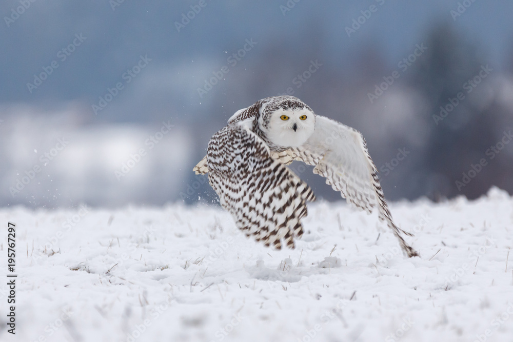 Obraz premium Schneeule im Schnee