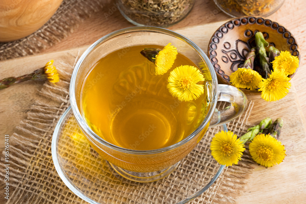 Fresh coltsfoot (Tussilago farfara) tea with coltsfoot flowers Fresh coltsfoot (Tussilago farfara) tea with coltsfoot flowers