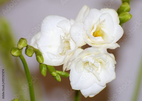 Fototapeta Naklejka Na Ścianę i Meble -  White freesia - spring flowers.