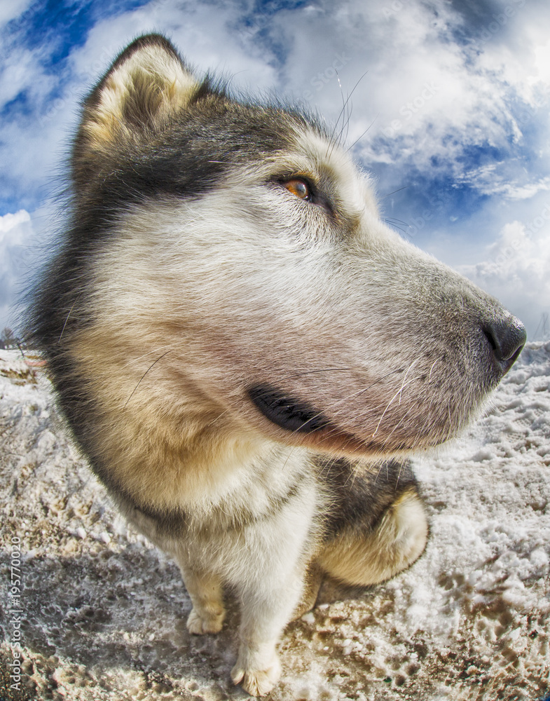 Close-up of Alaskan Malamute with fisheye lens with funny effect Stock  Photo | Adobe Stock