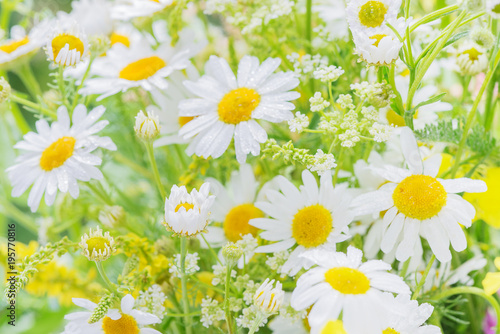 Photos Daisies covered dew drops