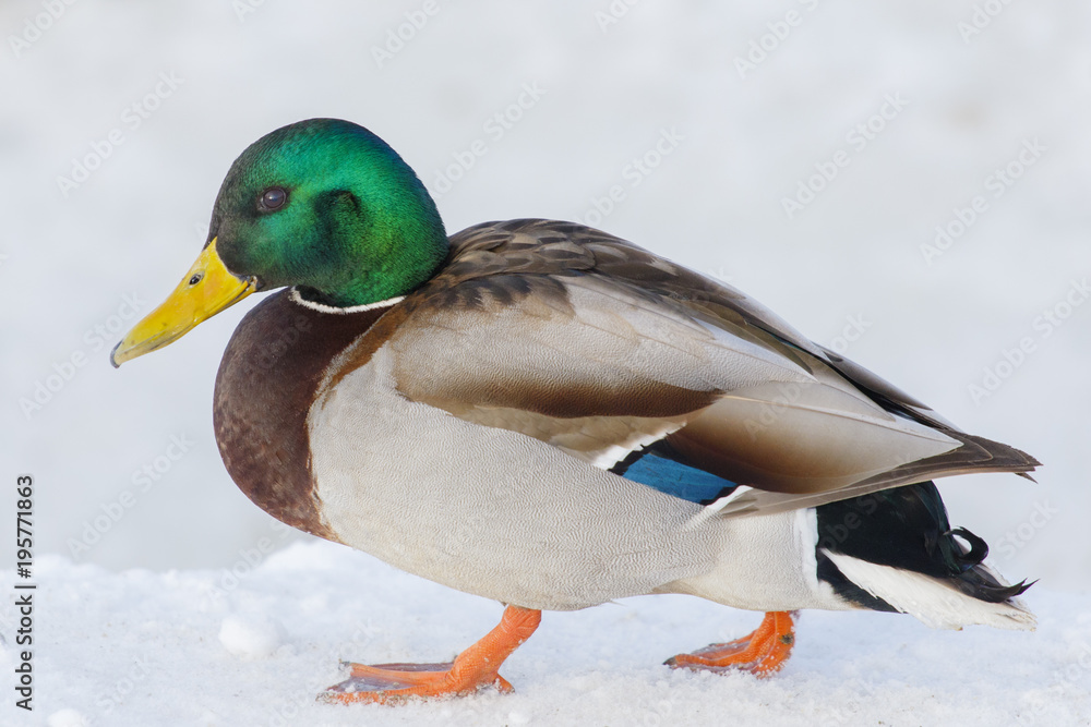A bright wild duck, shot close-up. A bright wild duck, shot close-up.