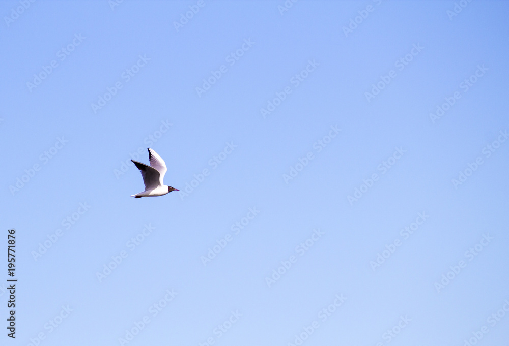 Bird in the sky. Flying bird in the blue sky Bird in the sky. Flying bird in the blue sky