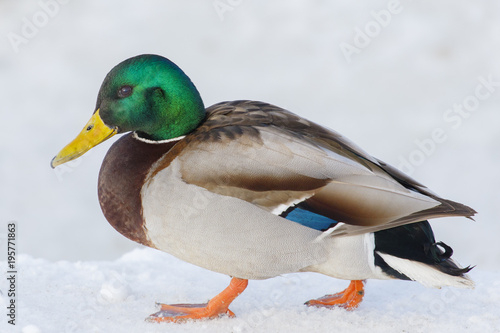 A bright wild duck, shot close-up.
