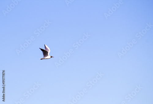 Bird in the sky. Flying bird in the blue sky
