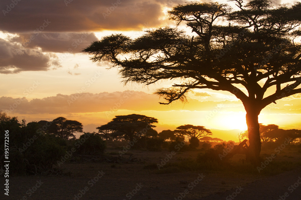 Sunset in savannah. Amboseli National Park, Kenya.