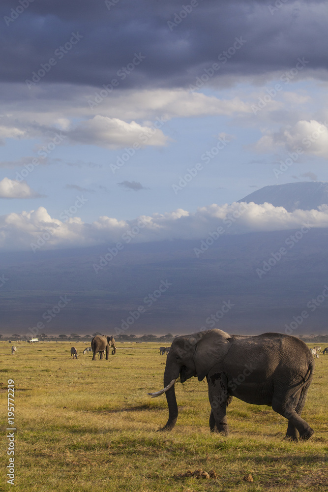 Fototapeta premium Amboseli National Park. Beautiful landscape - majestic view of Mount Kilimanjaro and elephants...