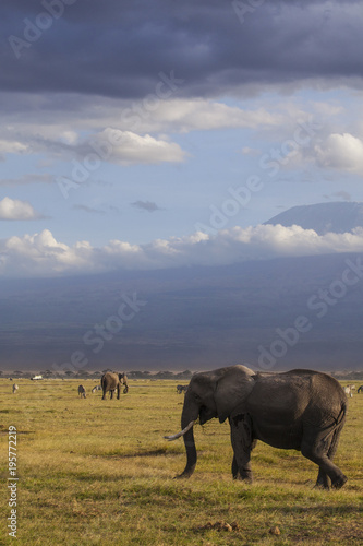 Amboseli National Park. Beautiful landscape - majestic view of Mount Kilimanjaro and elephants... © jbphotographylt