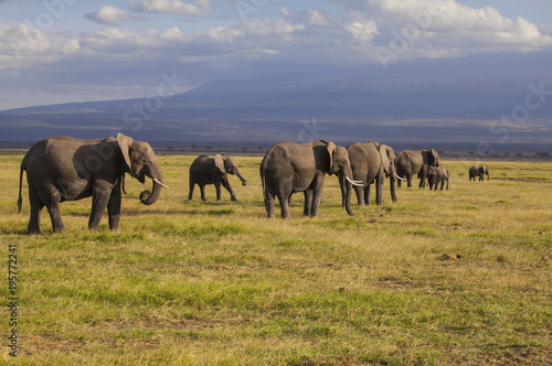 Amboseli National Park. Beautiful landscape - majestic view of Mount Kilimanjaro and elephants...