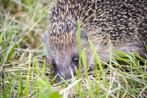 Hedgehog in the grass barbed. wild nature