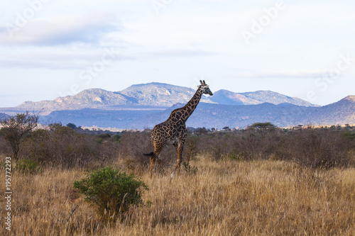 Giraffe in Tsavo West National Park, Kenya
