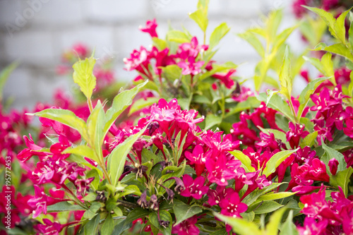 Wallpaper Mural .Blossoming red bush. Red Rhododendron bush in the garden Torontodigital.ca