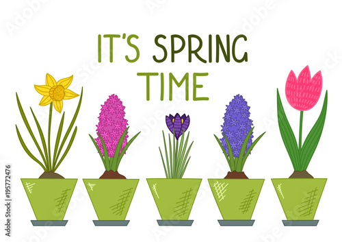 It's spring time. Daffodil, tulip, crocus, hyacinth in flower pots. Spring flowers with lettering on white background. Vector illustration.