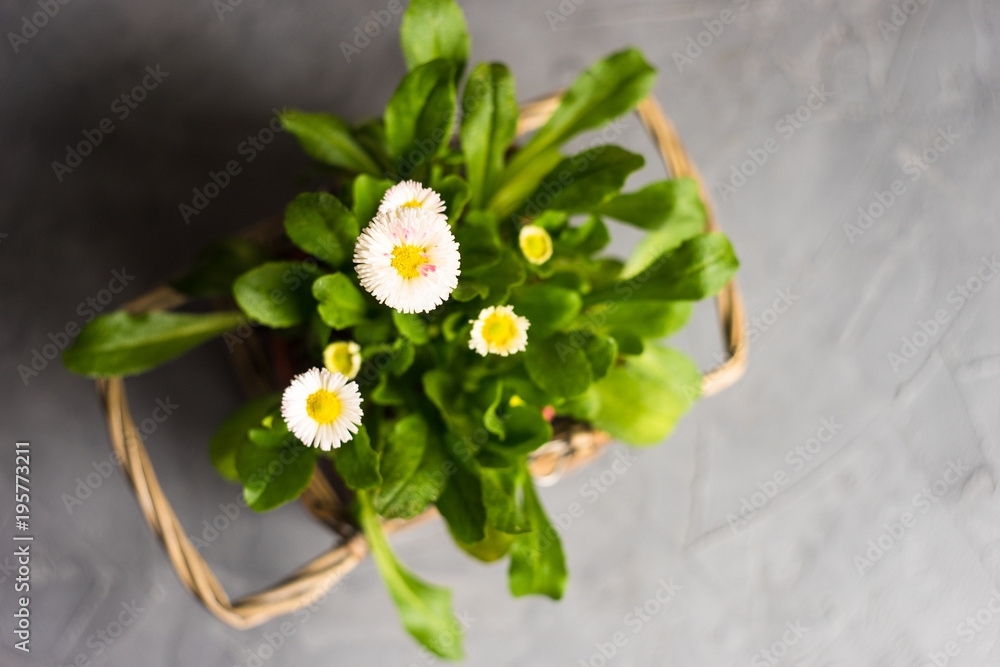 Obraz premium First spring flowers in a pot