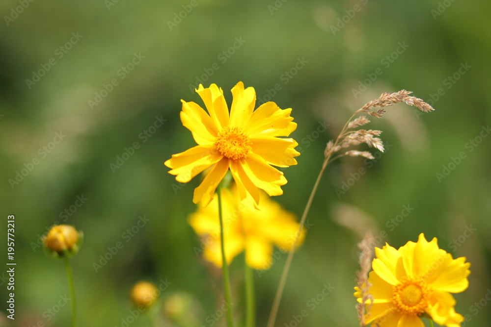 Spring flowers, yellow flowers in the garden, bright flowers on a green background, blank for a designer, beautiful minimalist flowers, copy space, a botanical garden in the spring Spring flowers, yellow flowers in the garden, bright flowers on a green background, blank for a designer, beautiful minimalist flowers, copy space, a botanical garden in the spring