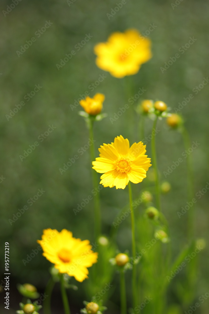 Spring flowers, yellow flowers in the garden, bright flowers on a green background, blank for a designer, beautiful minimalist flowers, copy space, a botanical garden in the spring Spring flowers, yellow flowers in the garden, bright flowers on a green background, blank for a designer, beautiful minimalist flowers, copy space, a botanical garden in the spring
