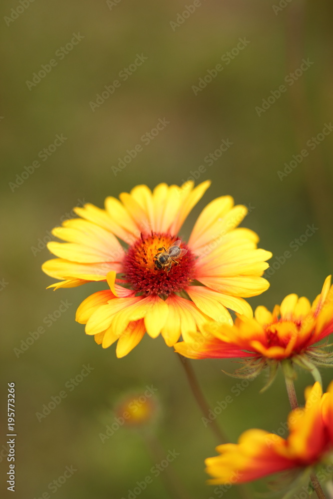 Spring flowers, yellow flowers in the garden, bright flowers on a green background, blank for a designer, beautiful minimalist flowers, copy space, a botanical garden in the spring Spring flowers, yellow flowers in the garden, bright flowers on a green background, blank for a designer, beautiful minimalist flowers, copy space, a botanical garden in the spring