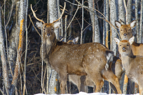 Wild spotted deer  taken in close-up in the winter forest.