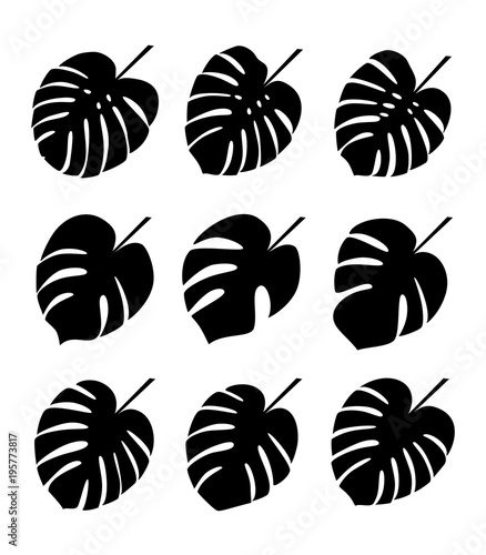 Tropical plant leaves. Silhouettes of monstera leaves. Set monstera leaves on white background. Vector illustrations.