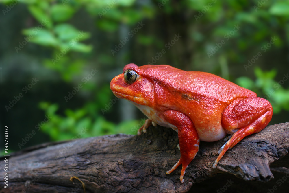 Fototapeta premium Beautiful big frog with red skin like a tomato, female Tomato frog from Madagascar in green natural background, selective focus