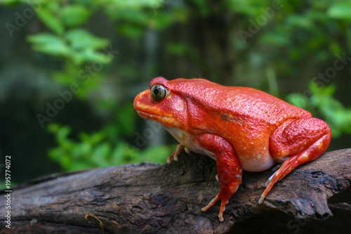Beautiful big frog with red skin like a tomato, female Tomato frog from Madagascar in green natural background, selective focus © Krisda