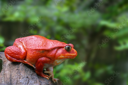 Beautiful big frog with red skin like a tomato, female Tomato frog from Madagascar in green natural background, selective focus photo