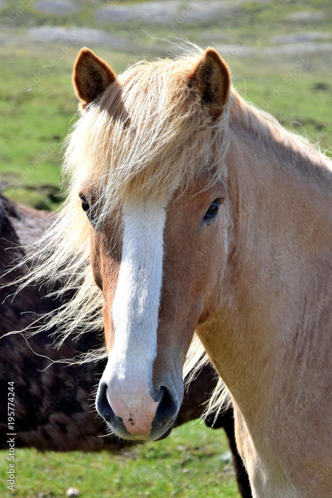 Obraz premium Icelandic horse - flaxen chestnut
