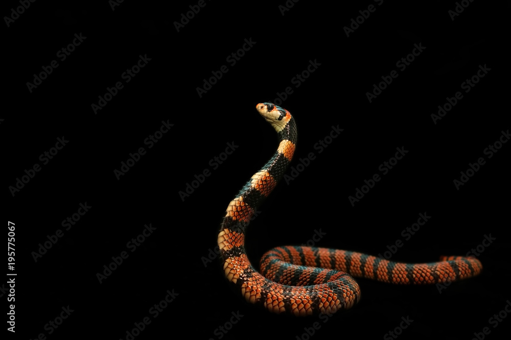 A beautiful red Coral cobra spreading hood and prepare to fight, Background for natural or exotic pet, black copy space A beautiful red Coral cobra spreading hood and prepare to fight, Background for natural or exotic pet, black copy space