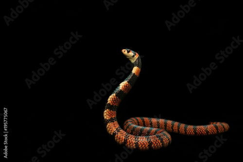 Wallpaper Mural A beautiful red Coral cobra spreading hood and prepare to fight, Background for natural or exotic pet, black copy space Torontodigital.ca