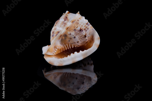 Sea shell conch isolated on black background .
