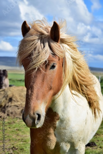 Portrait of Icelandic Horse - Pinto © Susanne Fritzsche